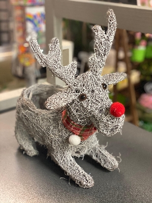 Grey sitting reindeer